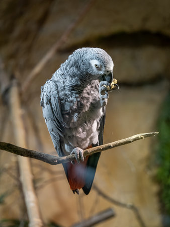 A gray parrot eating a peanut.の写真素材