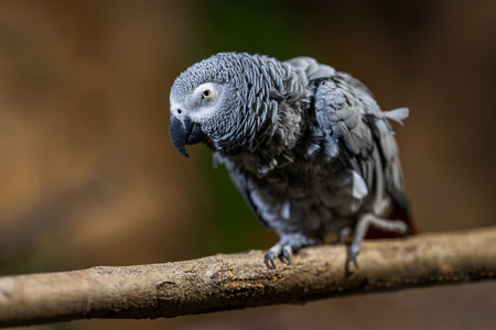 Large gray parrot in detail.