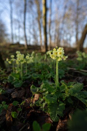 Yellow flowers of spring primrose in the forest.の写真素材