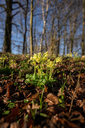 Yellow flowers of spring primrose in the forest.の写真素材