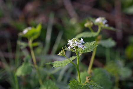 Small white flowers in the forest. Shallow depth of field.