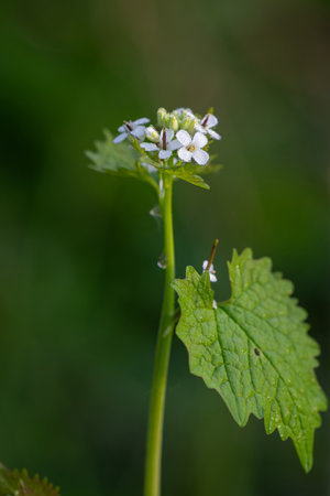 Small white flowers of a deadnettle (Nettle vulgaris)