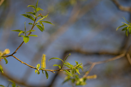 Brittle willow and its flower on a twig.