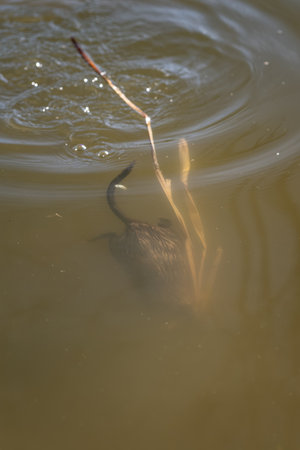 River nutria dives in water with reeds.