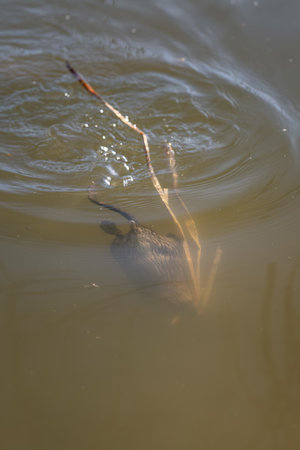 River nutria dives in water with reeds.