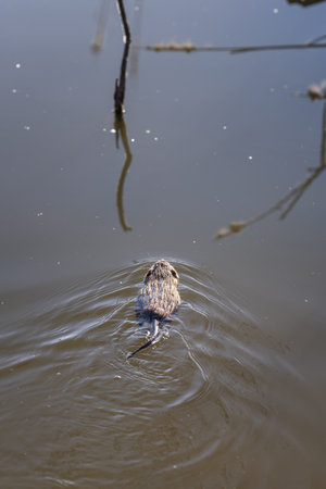 A river nutria swims with parts of reeds.