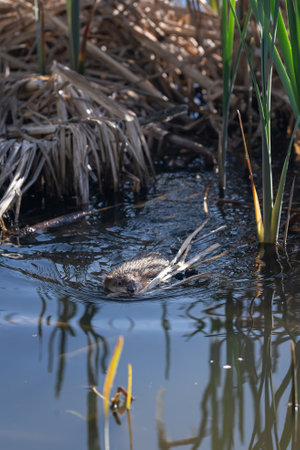 A river nutria swims with parts of reeds.の写真素材