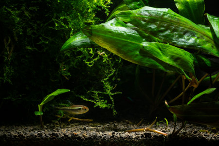 Black neon fish at the bottom in the aquarium.