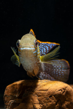 Akara fish blue with black background.