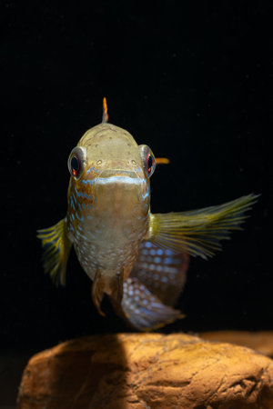 Akara fish blue with black background.