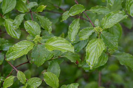 Cornus officinalis plant with green leaves and raindrops.の写真素材