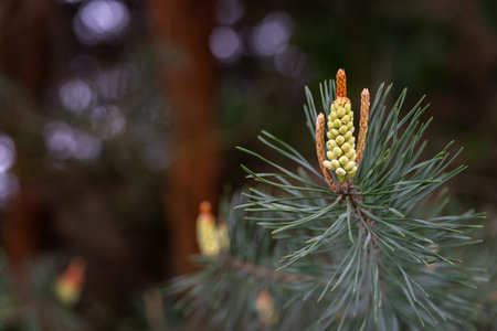 Pollen parts on a pine tree.の写真素材