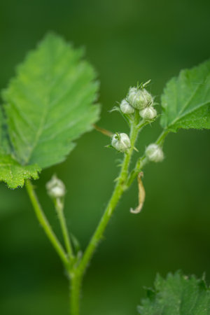 Raspberry flowers in the nature. macro. selective focus. nature.