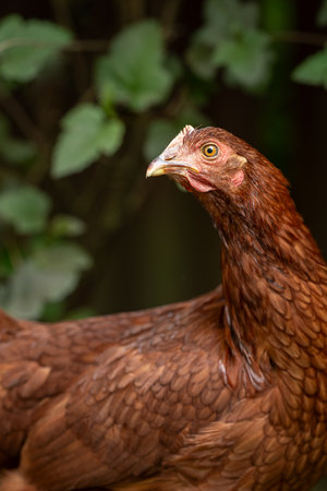 Portrait of a red chicken on a background of green leaves.