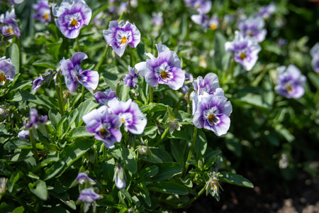 Purple pansy flowers blooming in the garden on a sunny dayの写真素材
