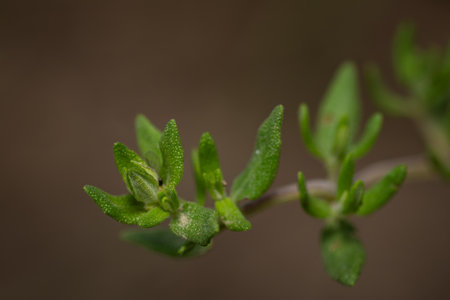 Close up of thyme leaves on brown background. Shallow depth of field