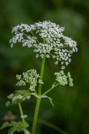 Close-up of cow parsnip (Heracleum officinale)