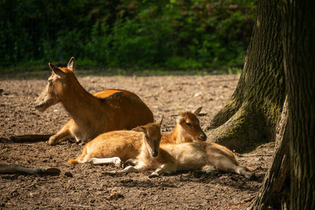 Baby deer is resting in love.