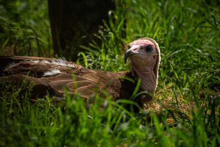 Resting vulture bird in the grass.の写真素材