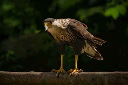 Crested Caracara (Crested Caracara)の写真素材