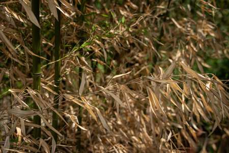 Dry bamboo leaves on a plant.の写真素材