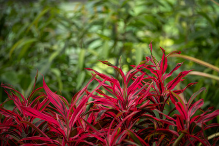 Red leaves of ornamental plants in the garden. Selective focus.の写真素材