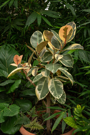 Ficus elastica (Ficus variegata) in the gardenの写真素材