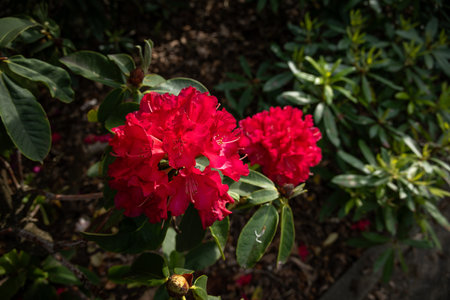 Red rhododendron flowers blooming in the garden.の写真素材