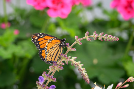 Monarch butterfly perched on a flower in a garden in Maryland during the Summer