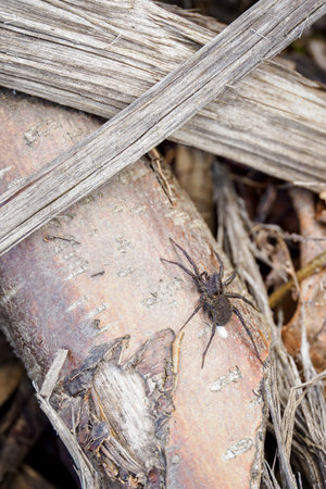 Trochosa - dark spider on dry branches.の写真素材