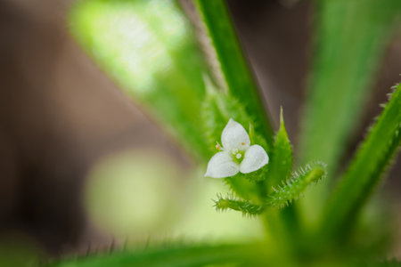 White flower and green leaves.