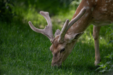 Close-up of the head of a young male fallow deer on a pasture.の写真素材