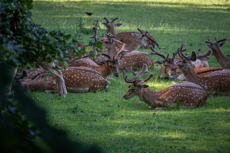 Fallow deer herd lying on the grass in the summer sun.の写真素材