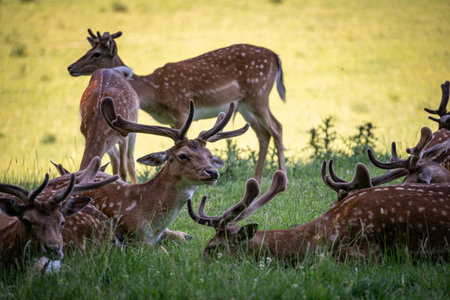 Fallow deer (Dama dama) in the grasslandの写真素材