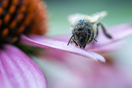 Bee on purple echinacea flower. Close-up. Macro