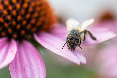 Bee on a pink coneflower (Echinacea purpurea)
