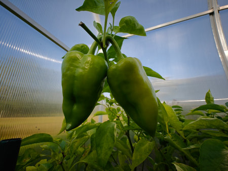 Green peppers growing in a greenhouse. Vegetables growing in a greenhouse.の写真素材