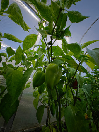 Green pepper growing in a greenhouse. Vegetables growing in a greenhouse.の写真素材