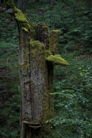 Old tree in the forest with moss and lichen on it.