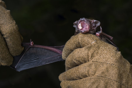 Bat in the hands of a man. Close-up. Dark background.
