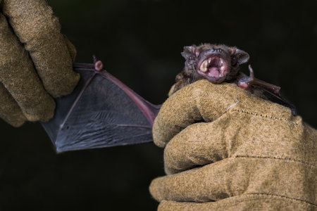 Bat in the hands of a man in a glove on a dark backgroundの写真素材