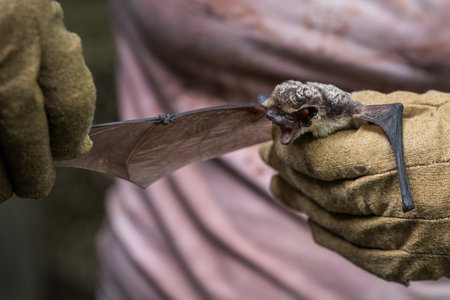 Bat in the hands of a woman in a glove with a bat.の写真素材