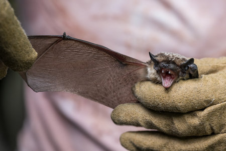 Bat in the hands of a person, close-up.の写真素材