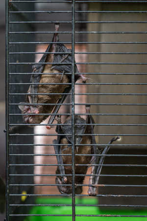 Bat in a cage at the zoo. Bat in a cage.