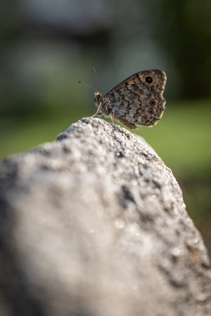 A walleye butterfly sitting on a large stone.