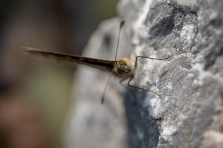 A walleye butterfly sitting on a large stone.
