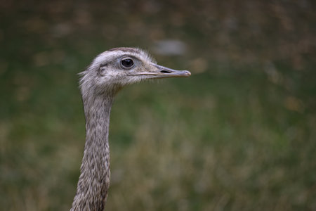 Ostrich (Struthio camelus) closeup portrait