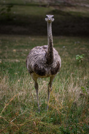 Ostrich bird outdoors in the grass.の写真素材