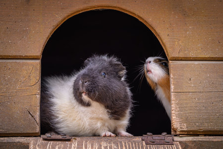 guinea pig in front of a wooden doghouse looking at the cameraの写真素材