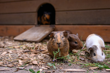 guinea pigs in front of a doghouse in the countrysideの写真素材